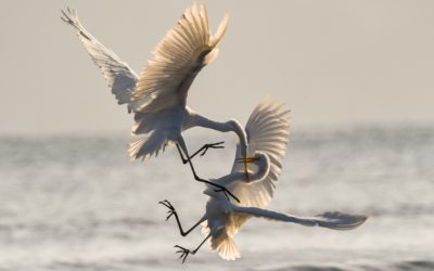 Episode 86 – Splitting, Polarization & Conflict