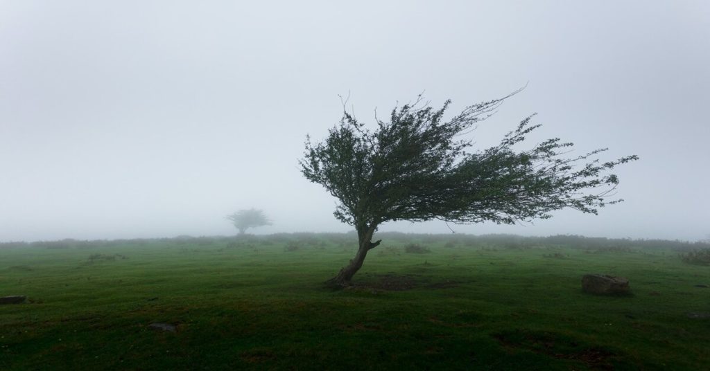 A tree is blown in the wind, illustrating the need for creative adaptation to life's demands.