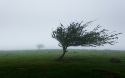 ADAPTATION: meeting life’s demands creatively