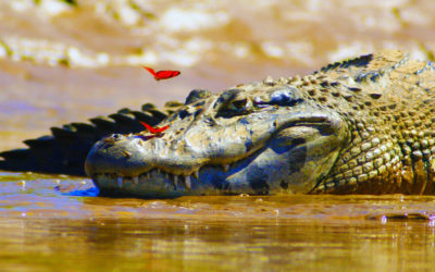 THE ARCHETYPE OF THE CROCODILE