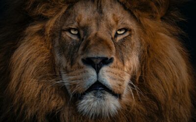 Eating the Lion