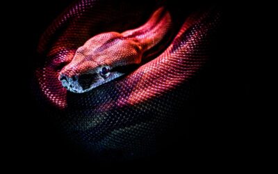 Snakes in Cages